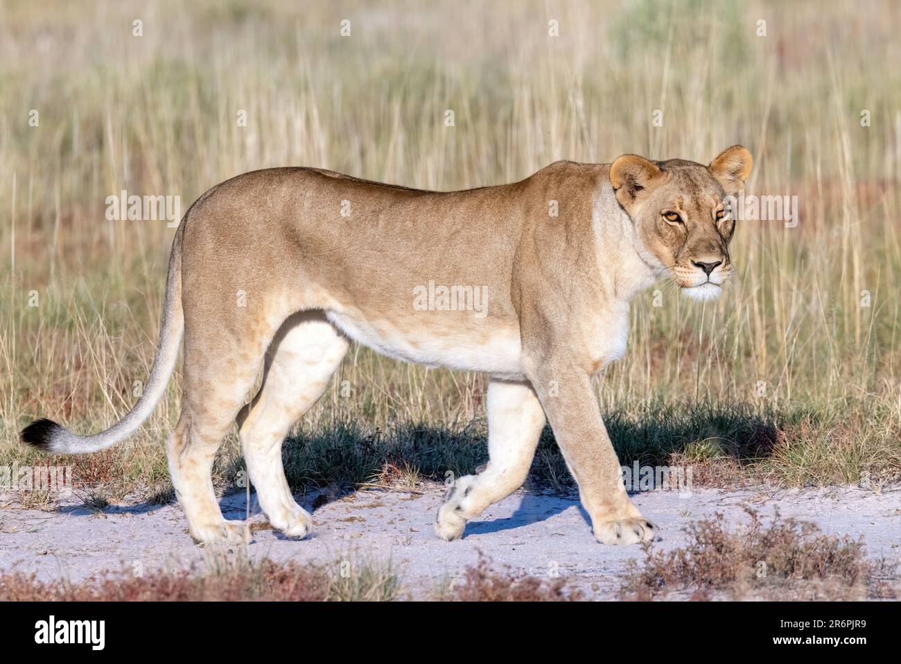 Lioness (Panthera leo) marche - Onguma Game Reserve, Namibie, Afrique Banque D'Images