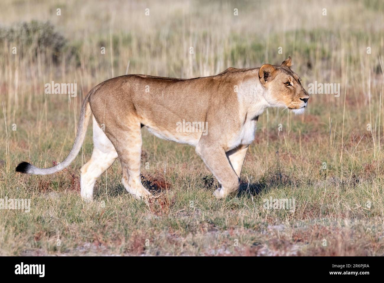 Lioness (Panthera leo) marche - Onguma Game Reserve, Namibie, Afrique Banque D'Images