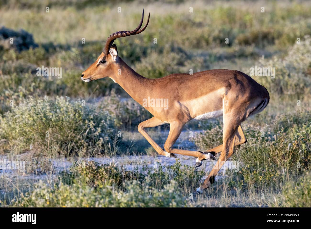 Impala (Aepyceros melampus) - Onguma Game Reserve, Namibie, Afrique Banque D'Images