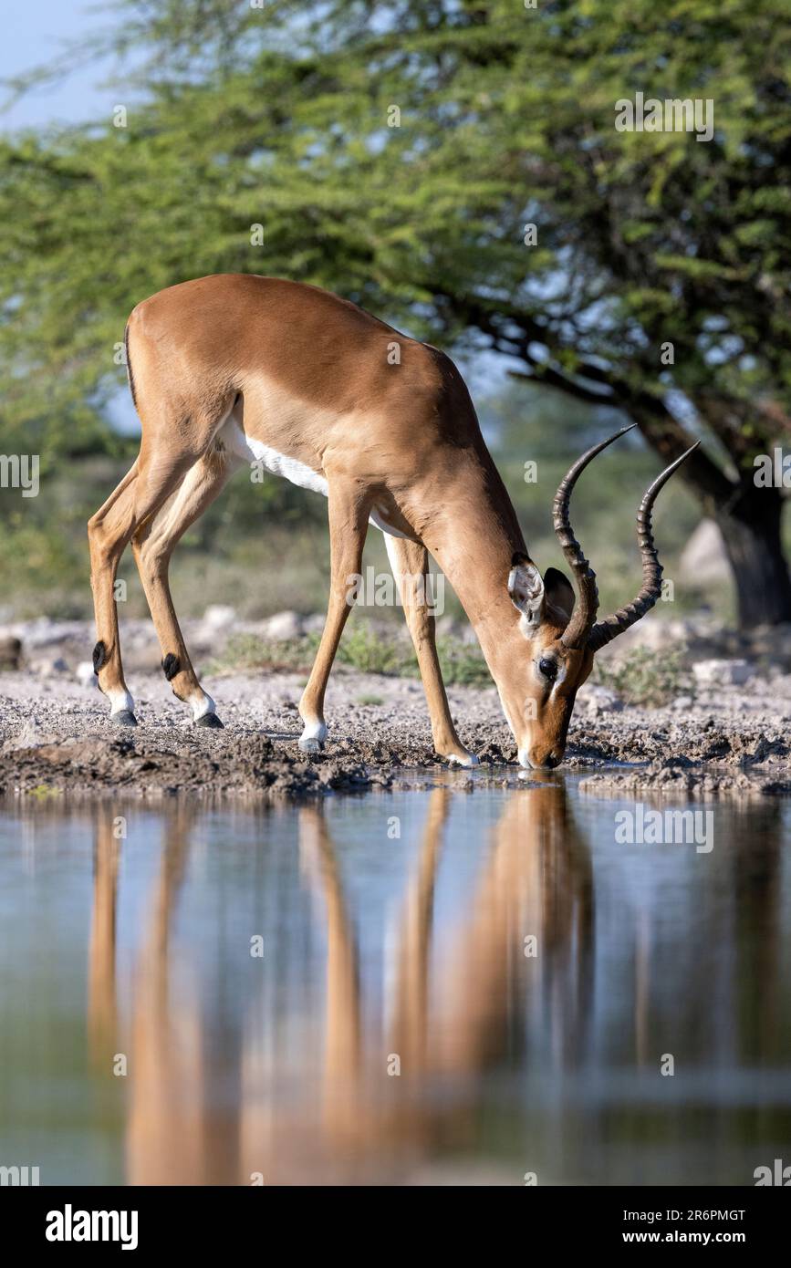 L'Impala mâle (Aepyceros melampus) buvant au trou d'eau de la réserve Onkolo Hide, Onguma Game Reserve, Namibie, Afrique Banque D'Images