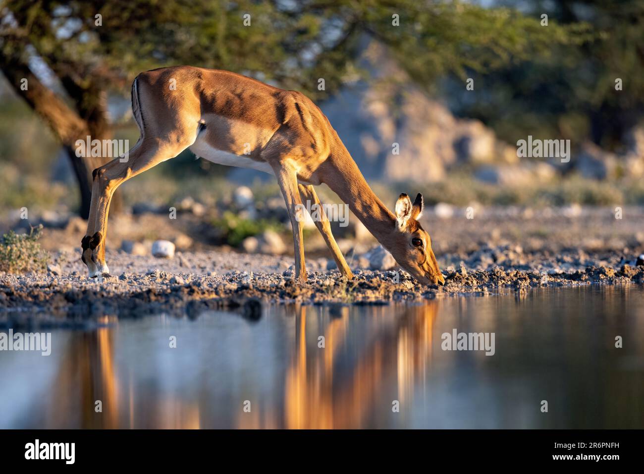 Impala (Aepyceros melampus) boire au trou d'eau de la réserve de gibier d'Onkolo, Namibie, Afrique Banque D'Images