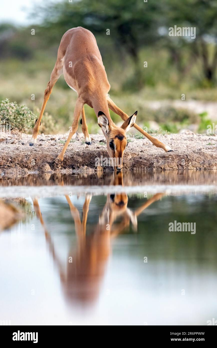 Jeune Impala (Aepyceros melampus) boire - Onkolo Hide, Onguma Game Reserve, Namibie, Afrique Banque D'Images