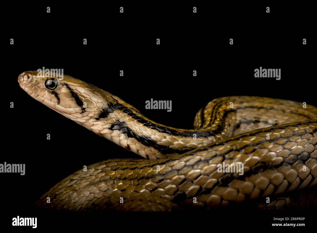 Serpent javanais à dos de quille (Fowana melanzosta) Banque D'Images