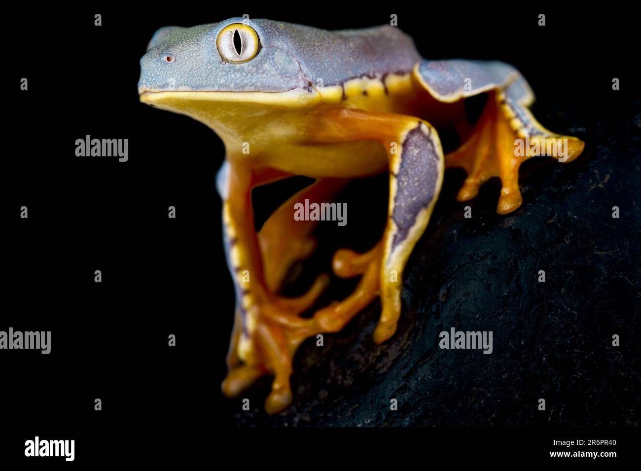 Grenouille de Sylvia (Cryziohyla sylviae) Banque D'Images