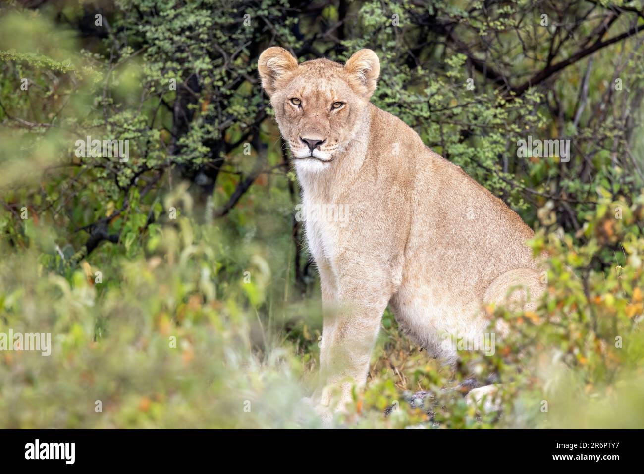 Lion sous-adulte (Panthera leo) - Onguma Game Reserve, Namibie, Afrique Banque D'Images