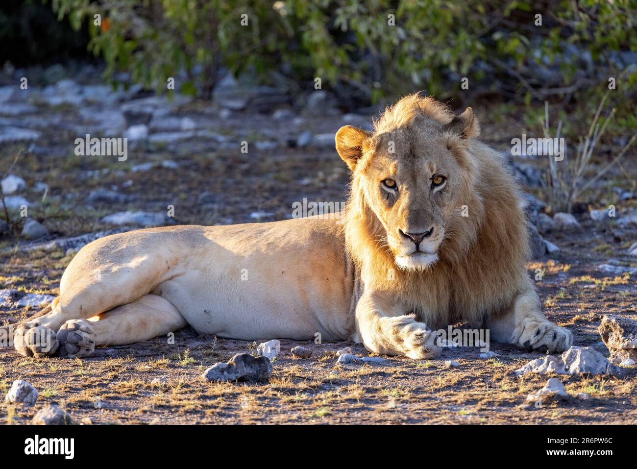 Lion masculin (Panthera leo) - Parc national d'Etosha, Namibie, Afrique Banque D'Images