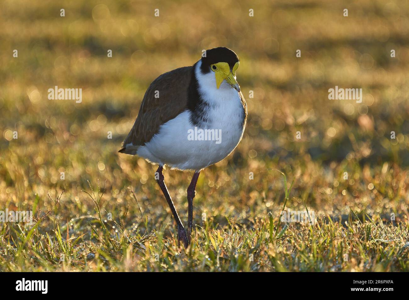 Un lapwing masqué australien adulte vivant au sol -Vanellus Miles, novaehollandiae- oiseau en début de matinée lumière du soleil rétro-éclairée, marchant dans de l'herbe courte Banque D'Images