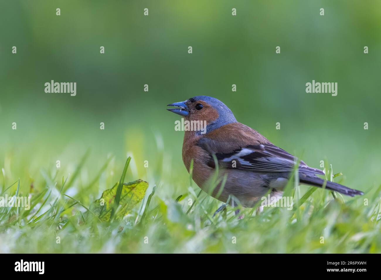 Chaffin commun [ Fringilla coelebs ] oiseau masculin sur la pelouse Banque D'Images