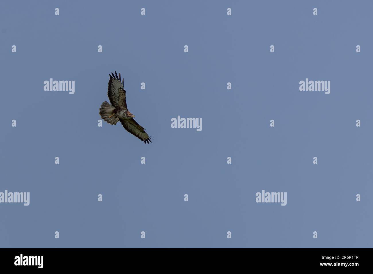 Buzzard commun [ Buteo buteo ] en vol contre le ciel bleu Banque D'Images