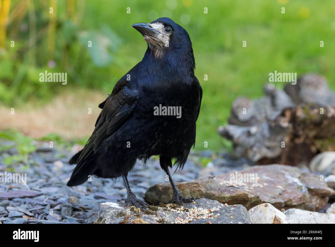 Rok [ Corvus frugilegus ] oiseau adulte sur bordure d'étang rocailleux Banque D'Images