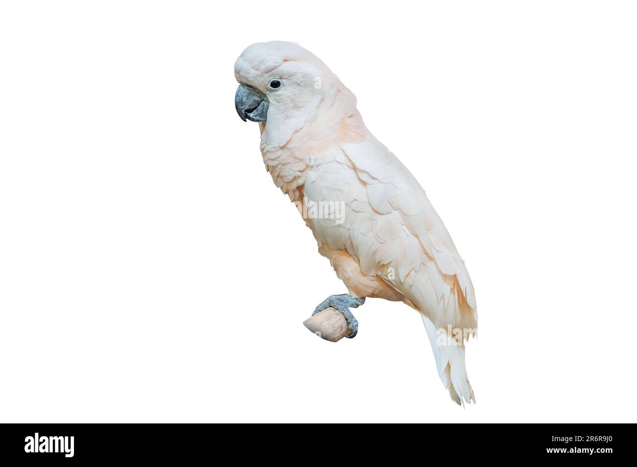 Cocatoo blanc percement de parakeet blanc sur la branche sur fond blanc isoler Banque D'Images