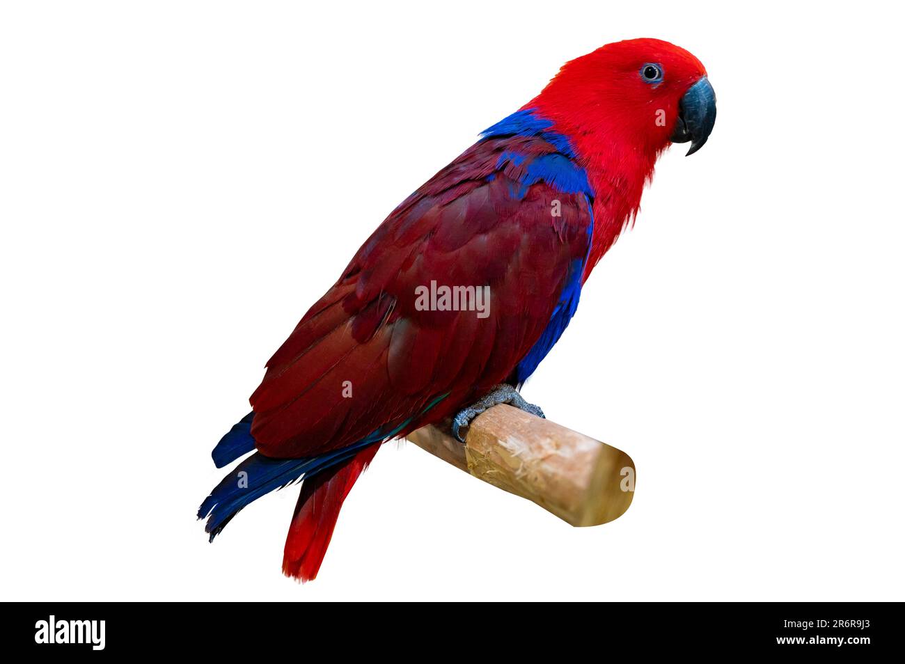 Eclectus roratus percement de parakeet rouge sur la branche sur fond blanc isolat Banque D'Images