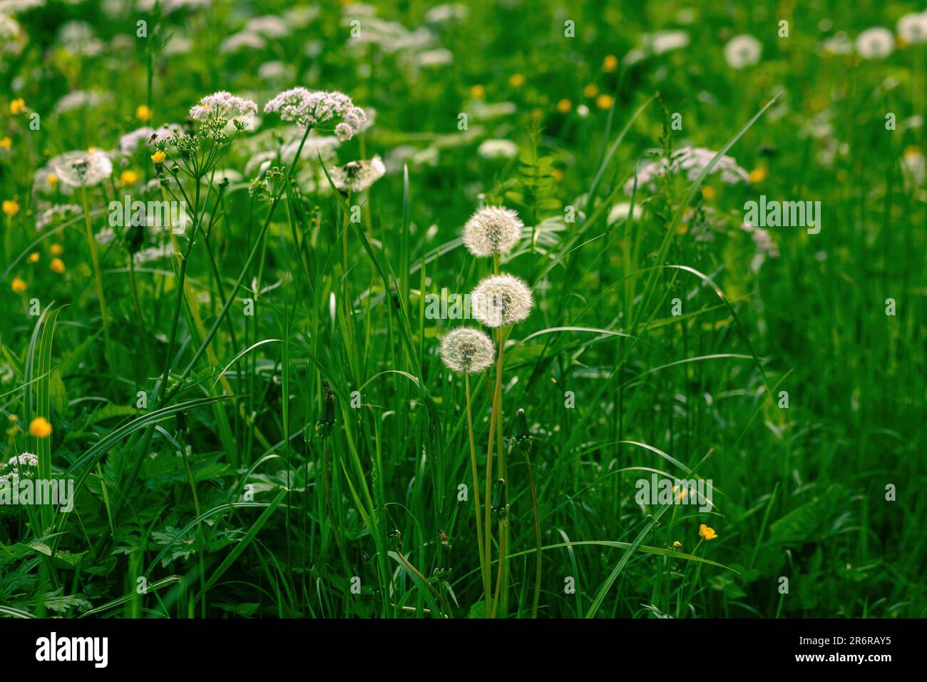 Balles de pissenlit sur la saison pré.Spring. Photo de haute qualité Banque D'Images