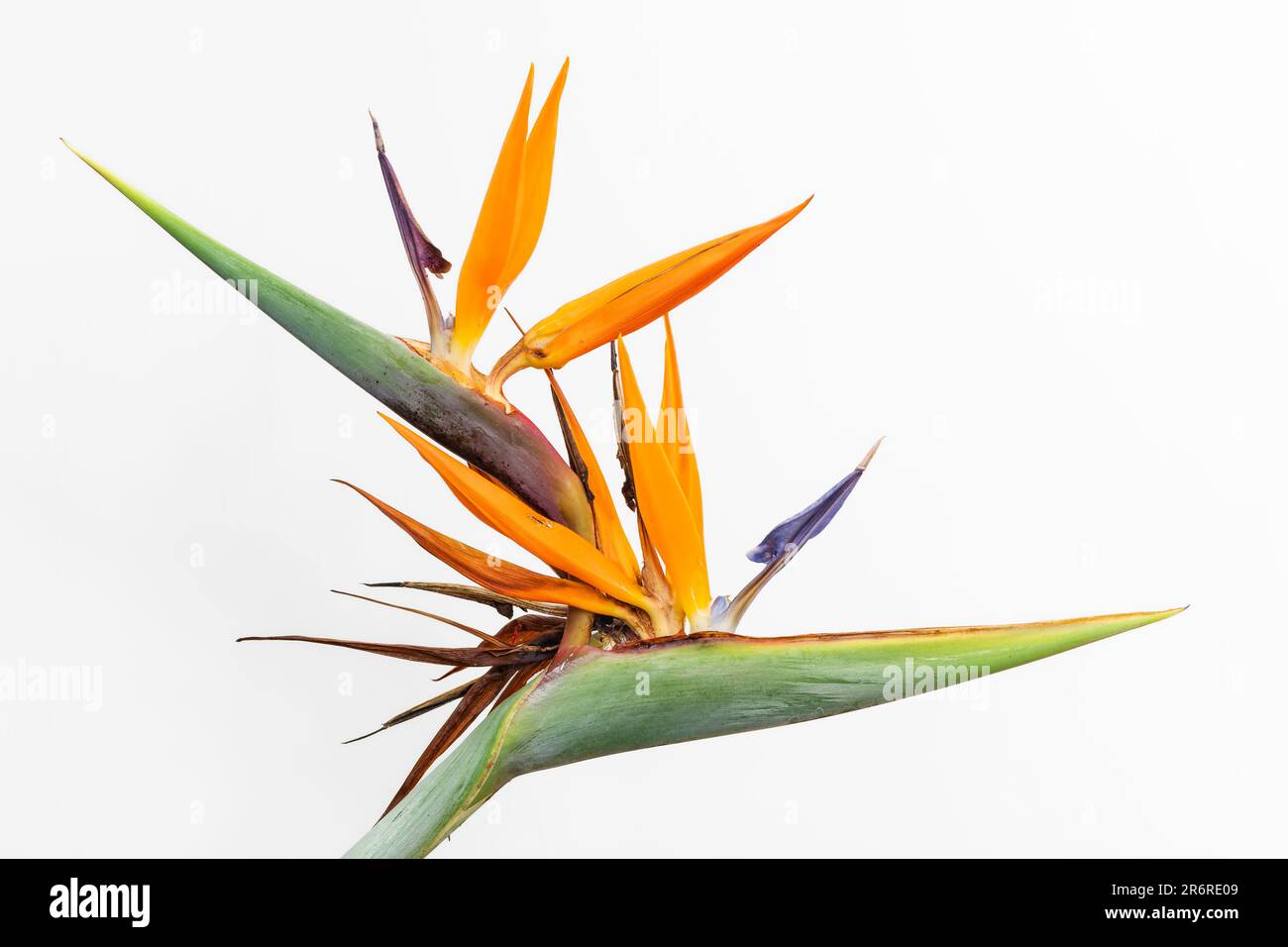 Vue rapprochée de l'inflorescence colorée de la strelitzia reginae tropicale, oiseau de paradis ou fleur de grue qui fleurit sur fond blanc Banque D'Images