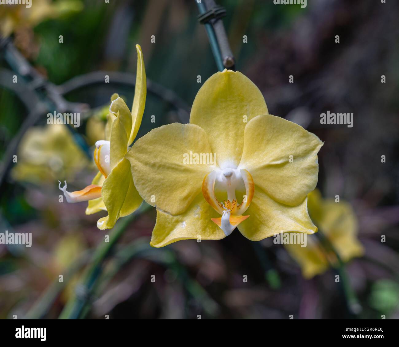 Vue rapprochée d'une fleur jaune vif orange et blanche d'orchidée épiphytique phalaenopsis hybride aka papillon papillon papillon fleurir à l'extérieur dans le jardin tropical Banque D'Images