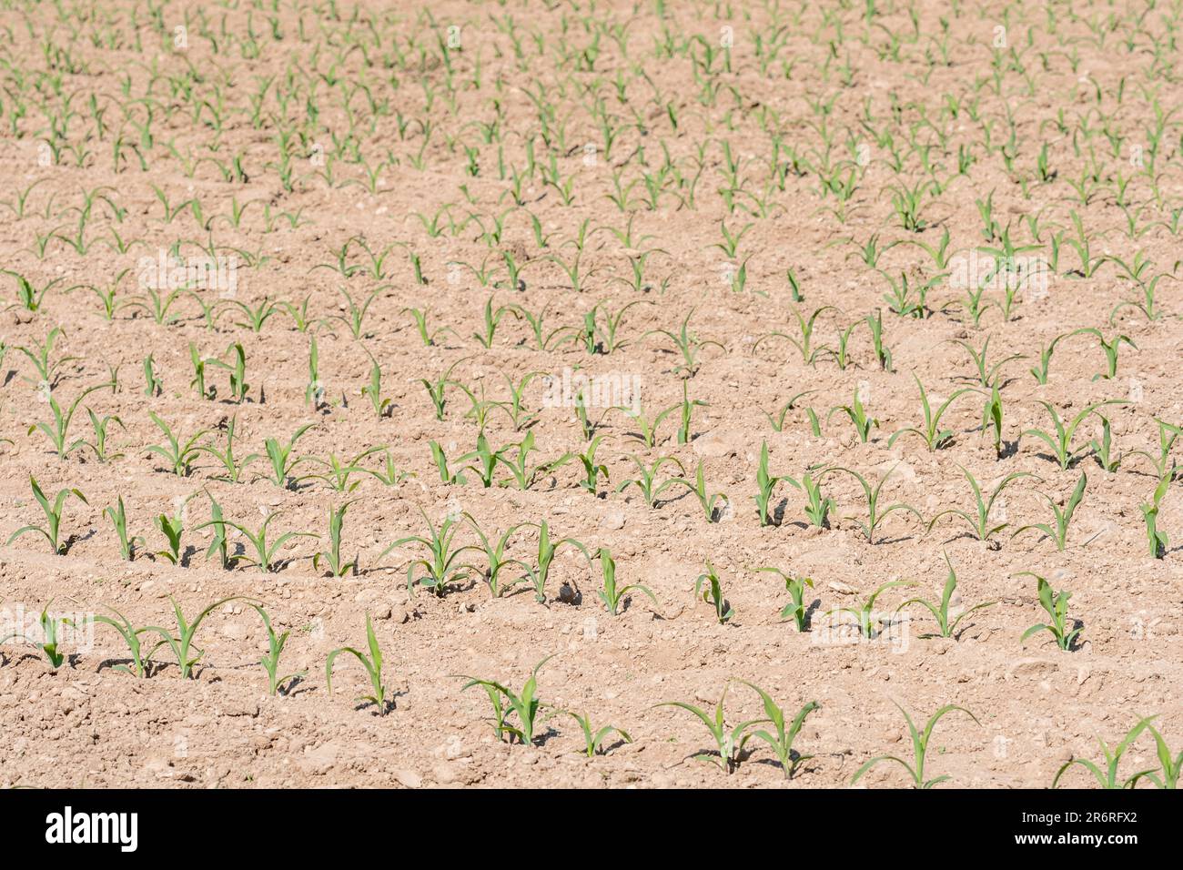 Rangées de maïs jeune / maïs sucré / Zea mays dans le champ ensoleillé. Pour les pousses de l'industrie, la croissance économique, la récolte de maïs au Royaume-Uni, la culture de maïs sucré au Royaume-Uni Banque D'Images