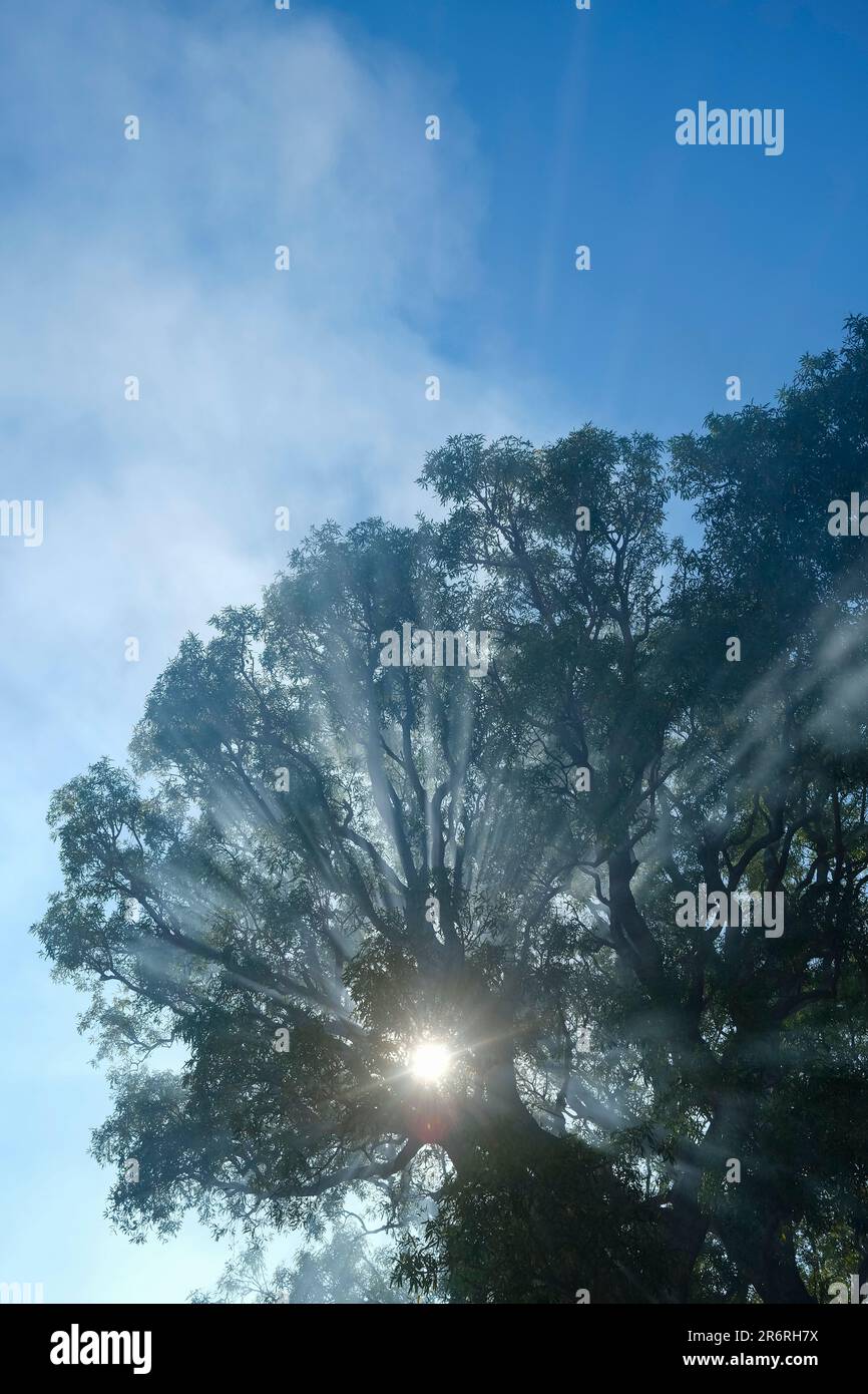 Le soleil rame le soleil à travers les branches d'arbres Banque D'Images