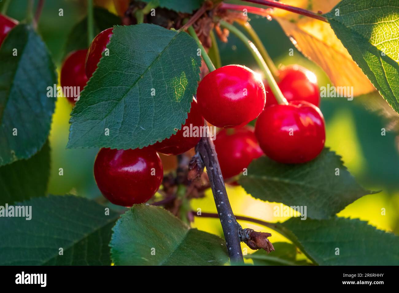 Cerises douces mûres juteuses sur l'arbre Banque D'Images