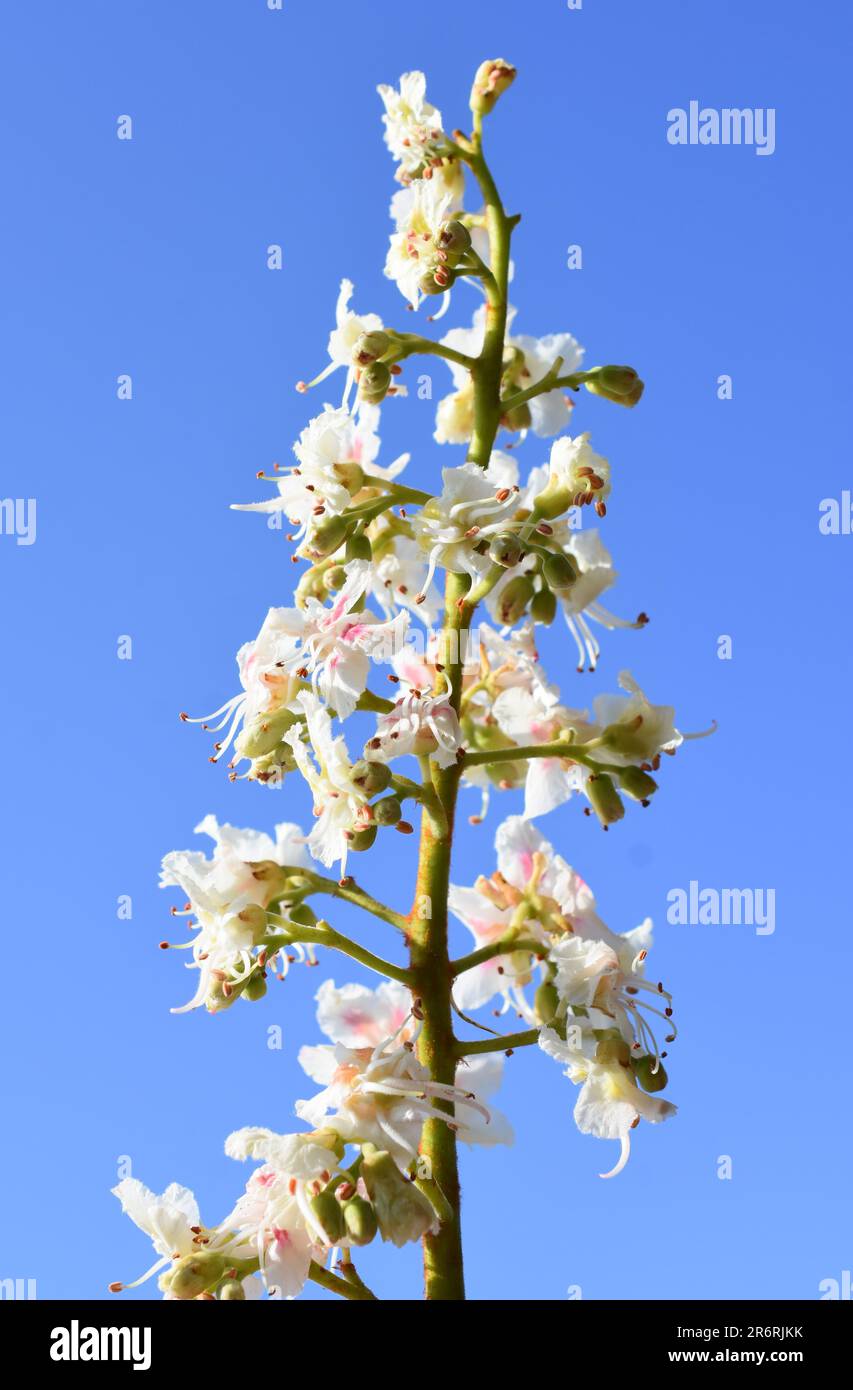 Branche fleurie de l'arbre de châtaignier de cheval Aesculus hippocastanum et fond bleu ciel Banque D'Images