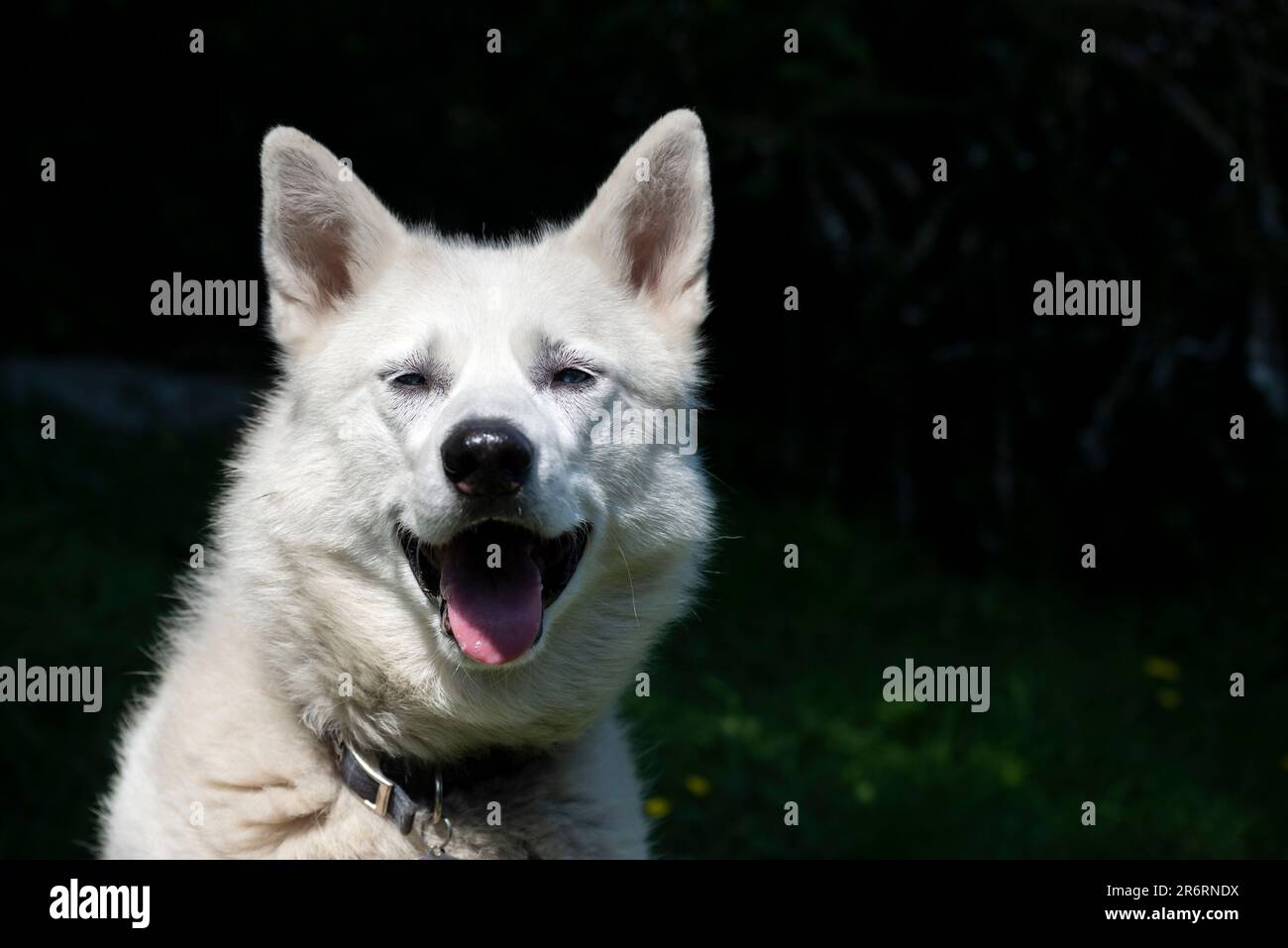 Gros plan d'un chien Husky blanc en plein air sous le soleil de l'été Banque D'Images
