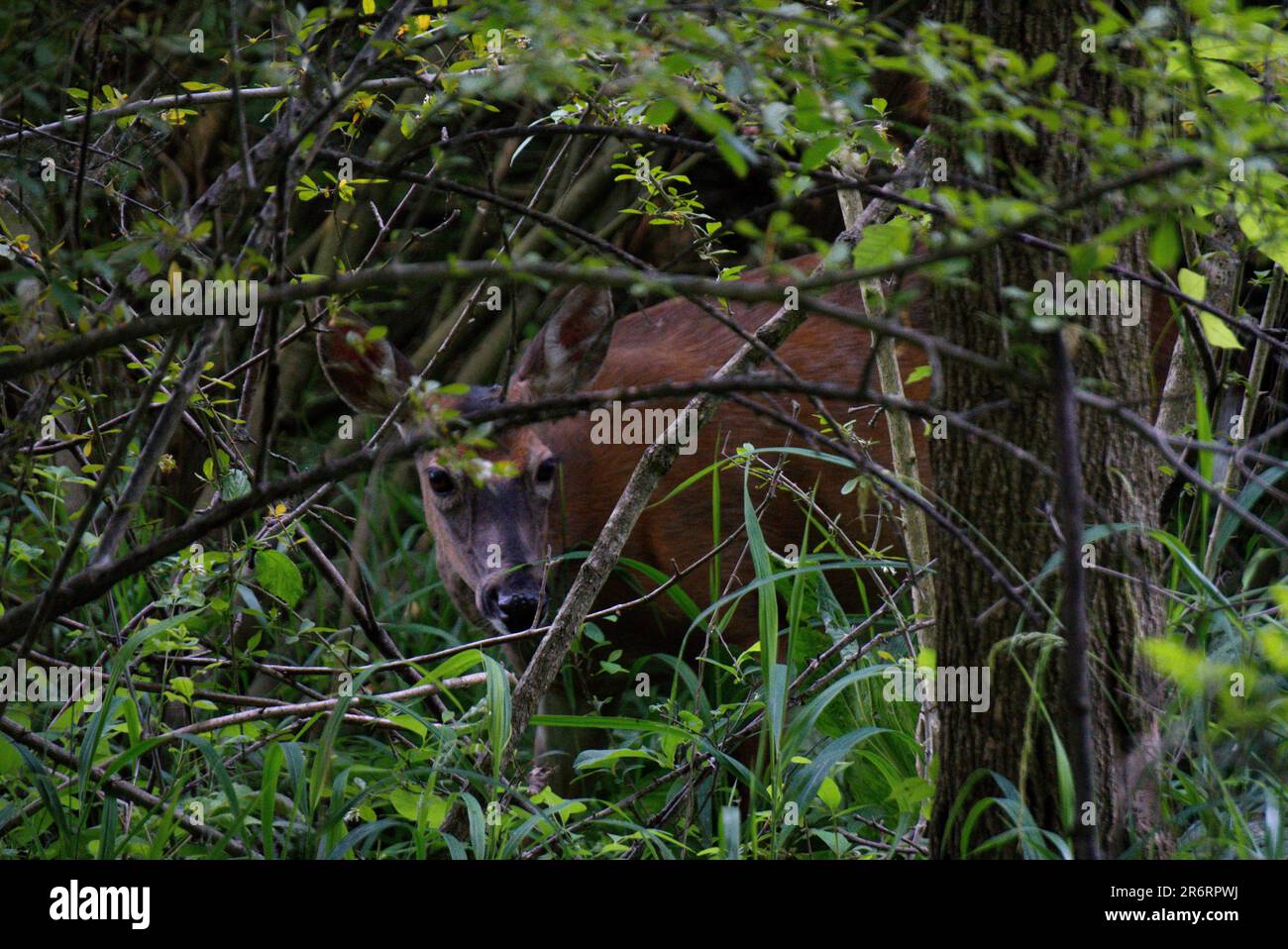 Doe à queue blanche dans une forêt de Pennsylvanie Banque D'Images