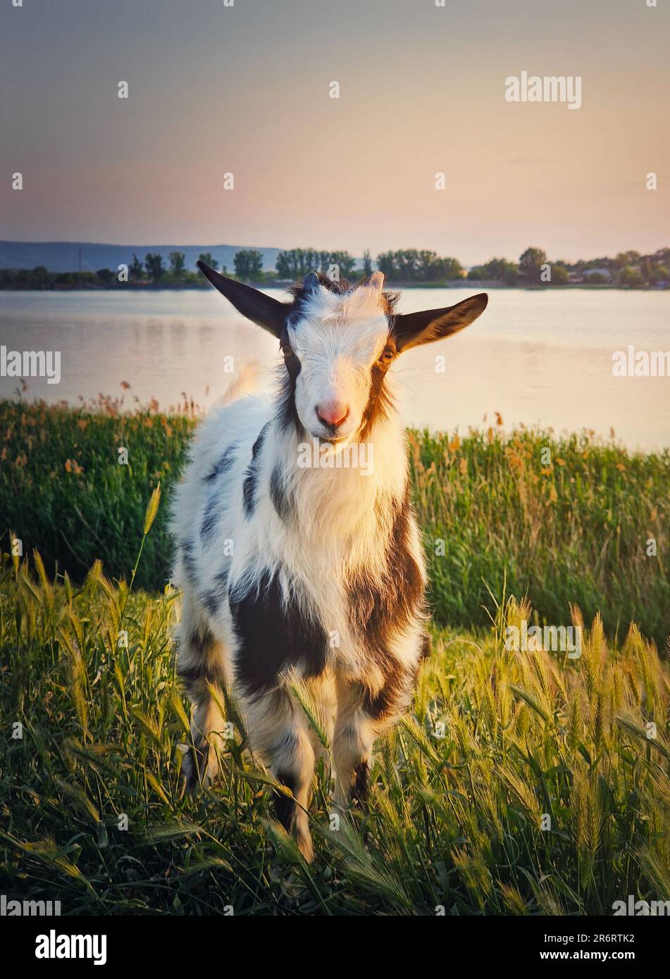 Portrait d'un comportement sur le pâturage. Enfant de chèvre noir et blanc tacheté dans la prairie près du lac. Lumière de printemps idyllique Banque D'Images