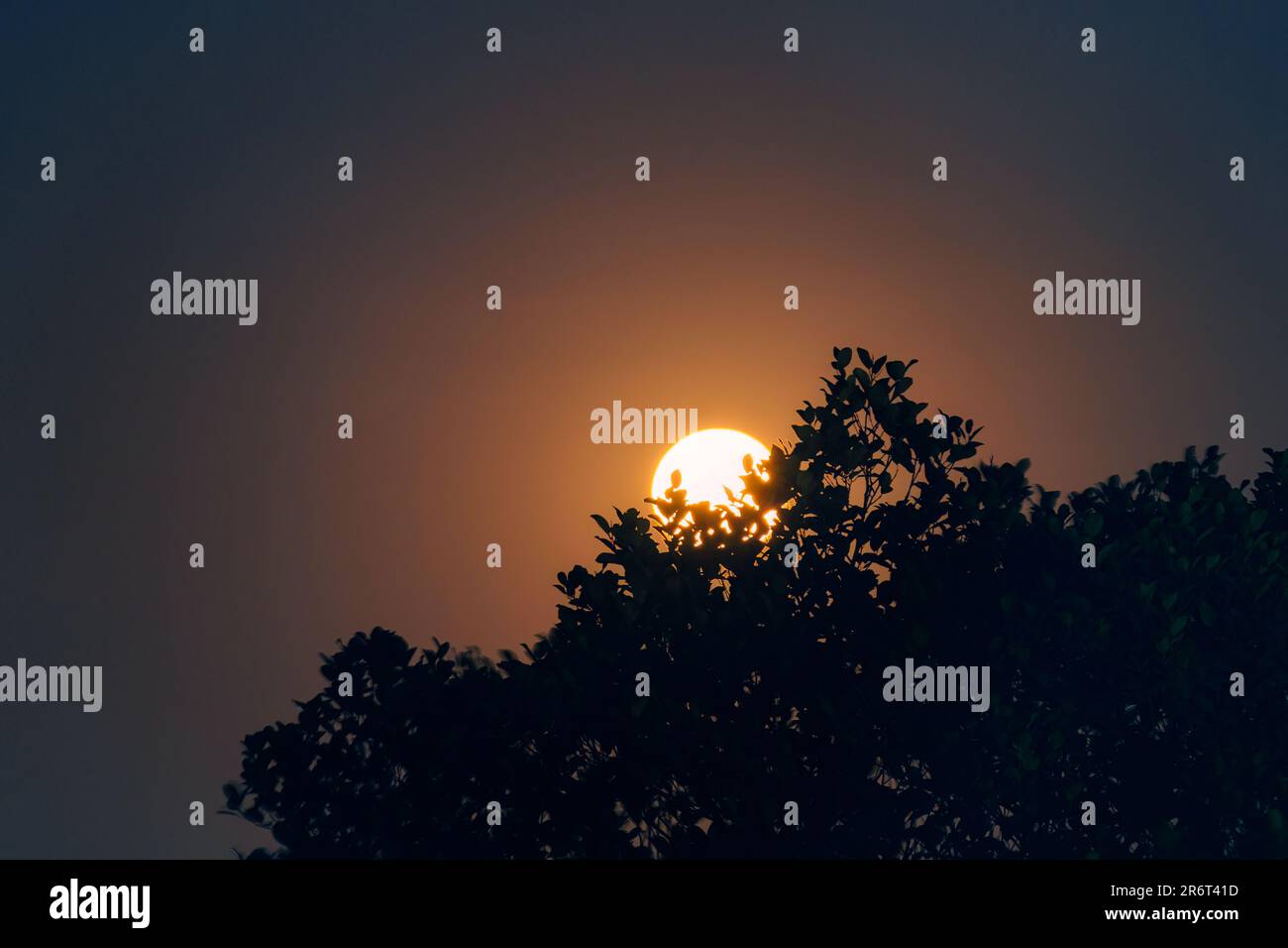 Pleine lune en orbite autour de l'arbre de silhouette dans le ciel nocturne Banque D'Images