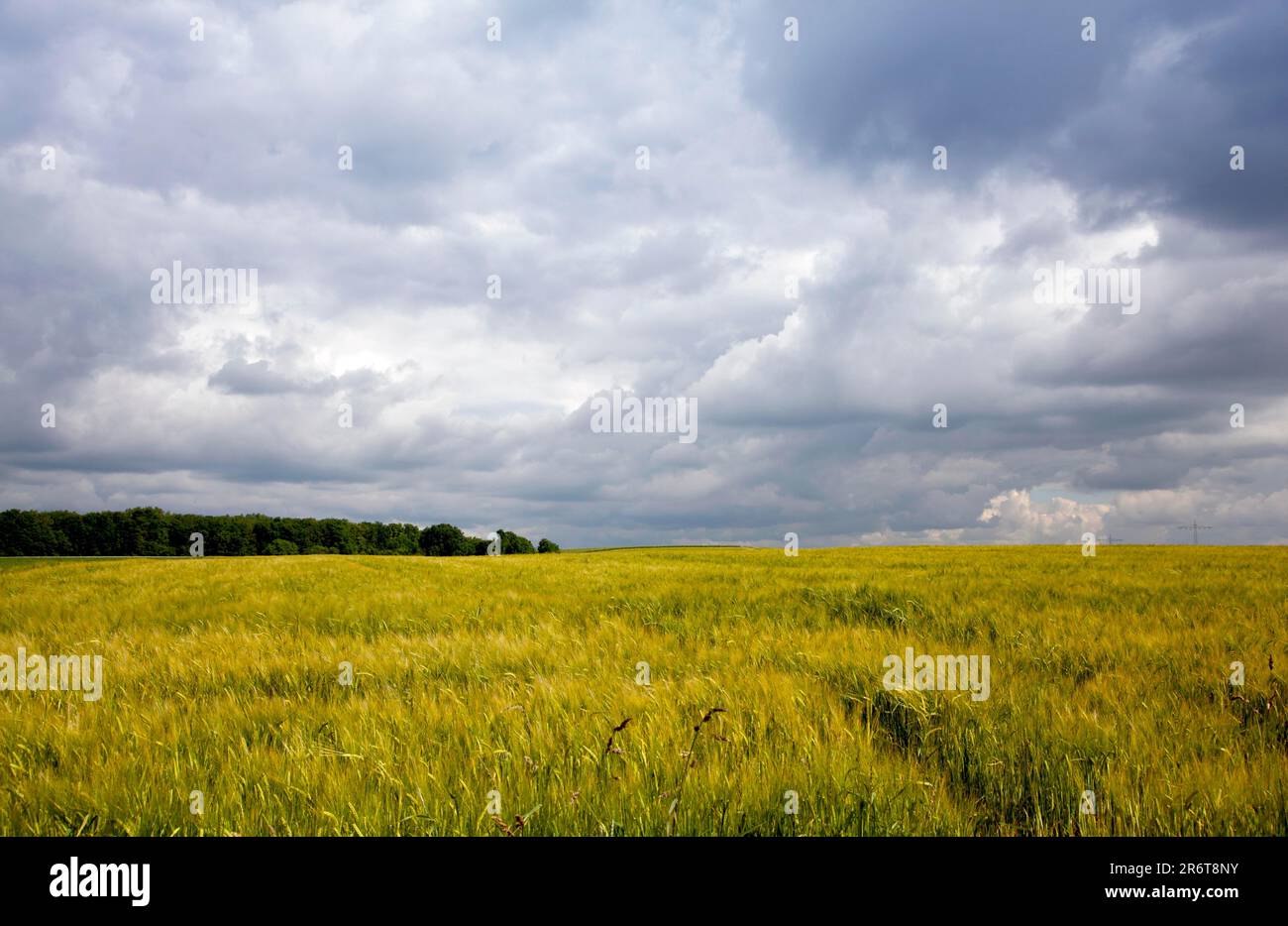 Champ de grain contre ciel nuageux Banque D'Images