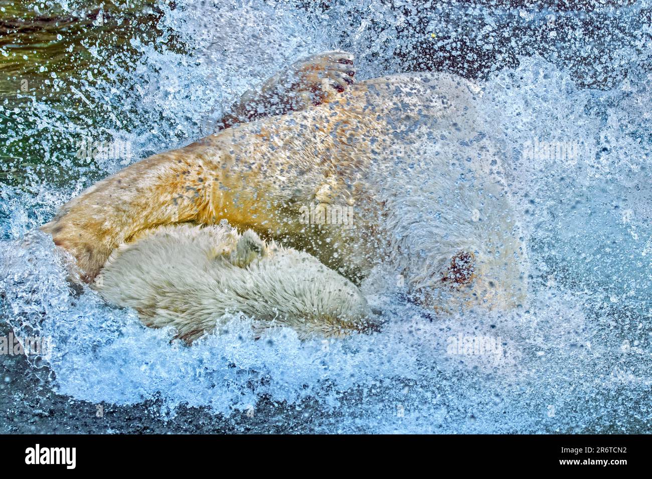 Deux ours polaires (Ursus maritimus) éclaboussant de l'eau tout en jouant à la bagarre / jouer à la piscine dans le zoo lors d'une journée chaude en été Banque D'Images