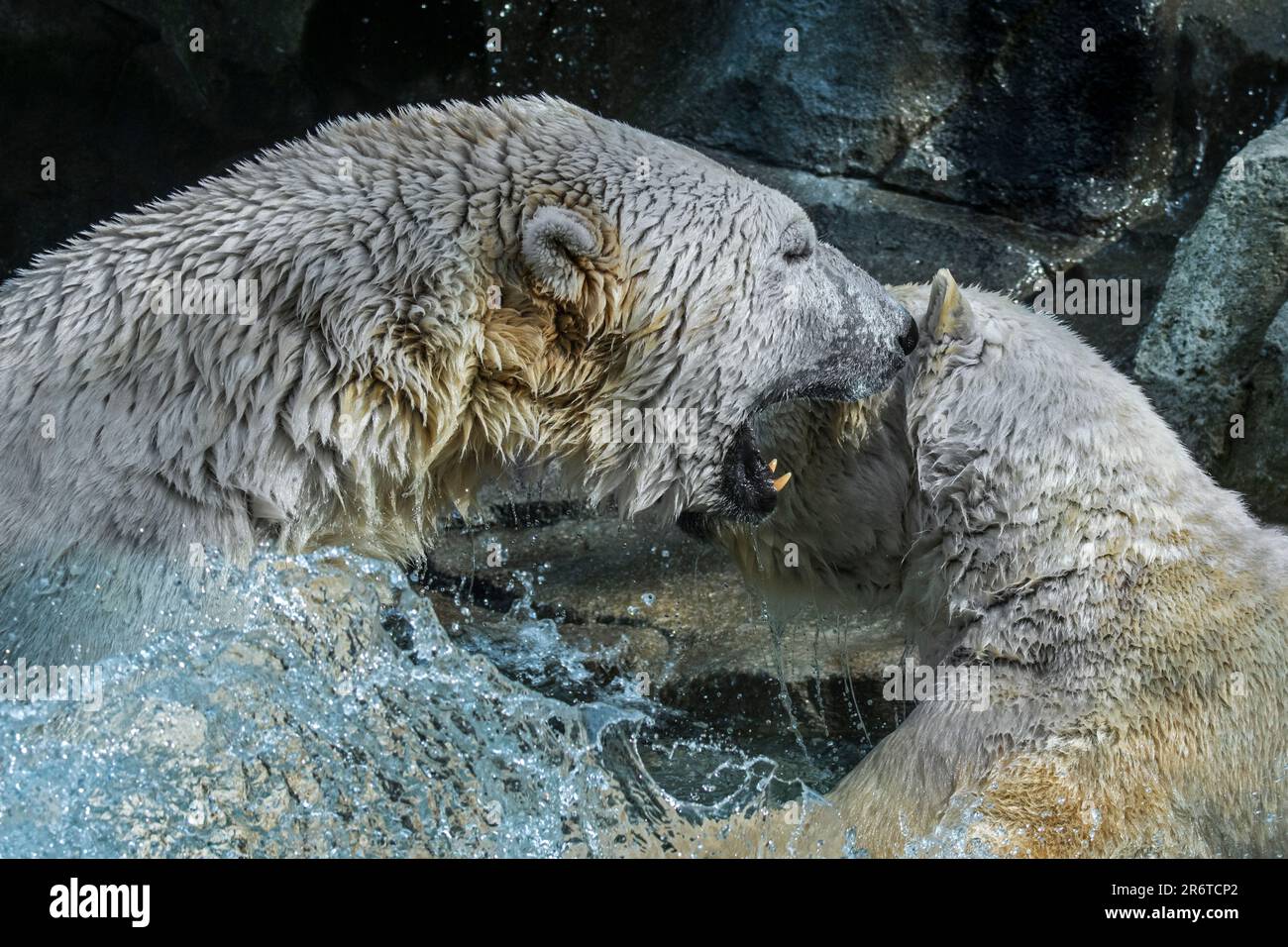 Deux ours polaires (Ursus maritimus) combats de jeu / jouer à la lutte dans l'eau de la piscine au zoo lors d'une journée chaude en été Banque D'Images