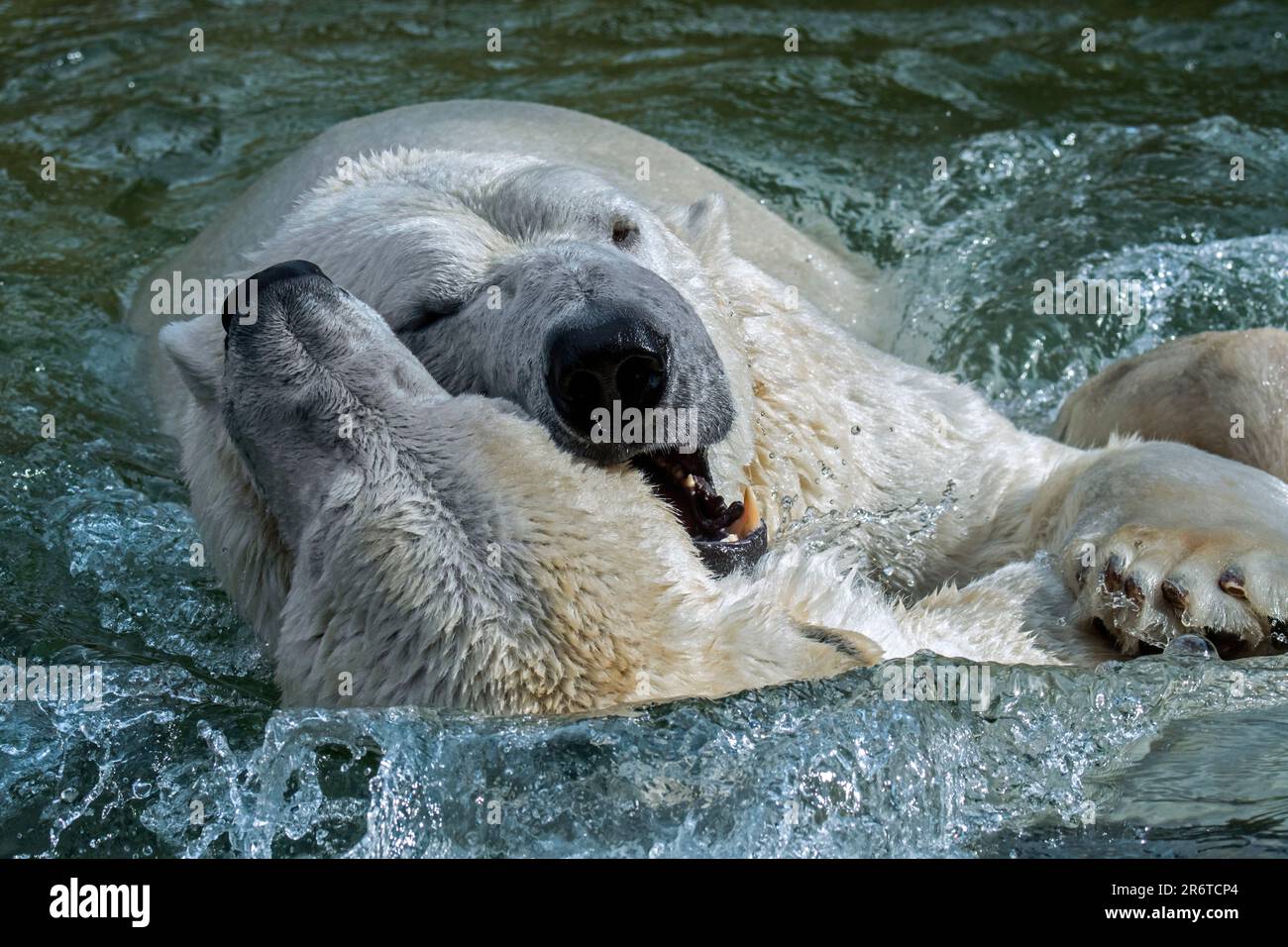 Deux ours polaires (Ursus maritimus) combats de jeu / jouer à la lutte dans l'eau de la piscine au zoo lors d'une journée chaude en été Banque D'Images
