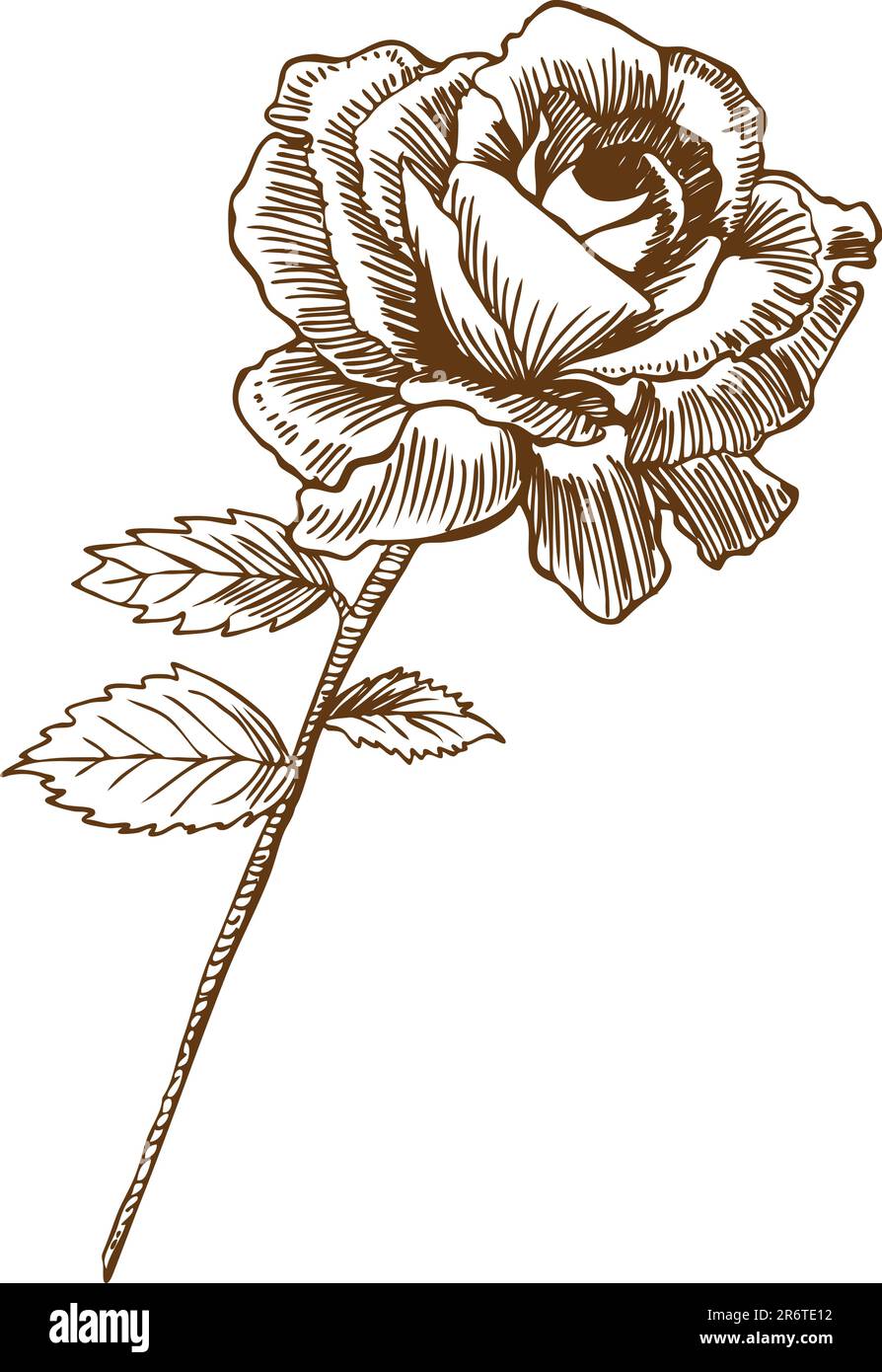Image tirée à la main d'une rose. Illustration de Vecteur