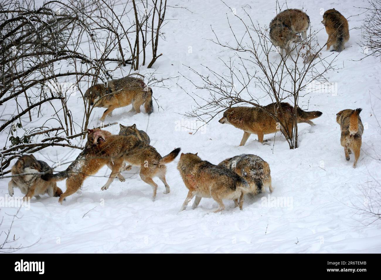 Loups gris (Canis lupus), comportement social Banque D'Images