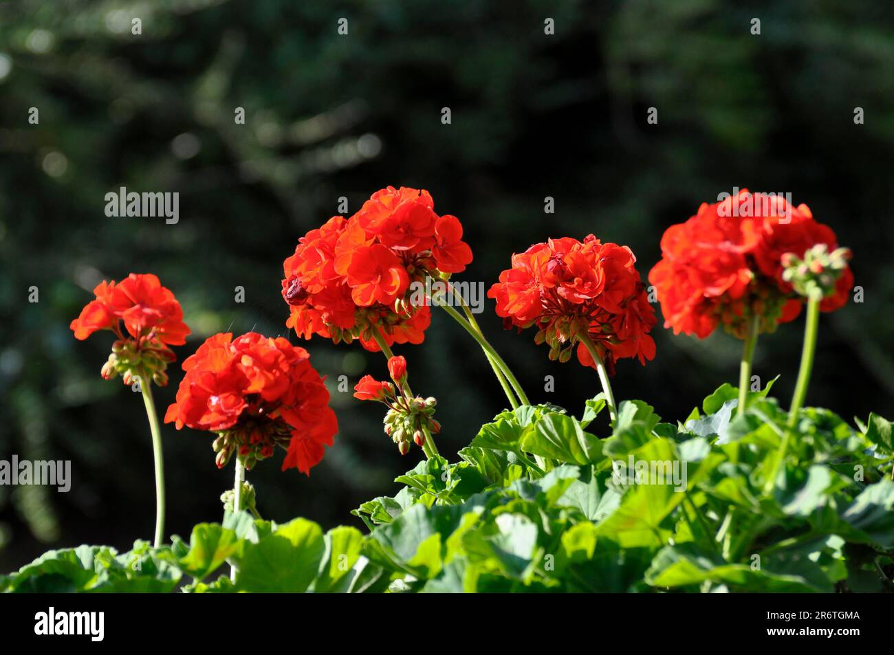 Géraniums rouges dans une boîte, Pelargonium Banque D'Images