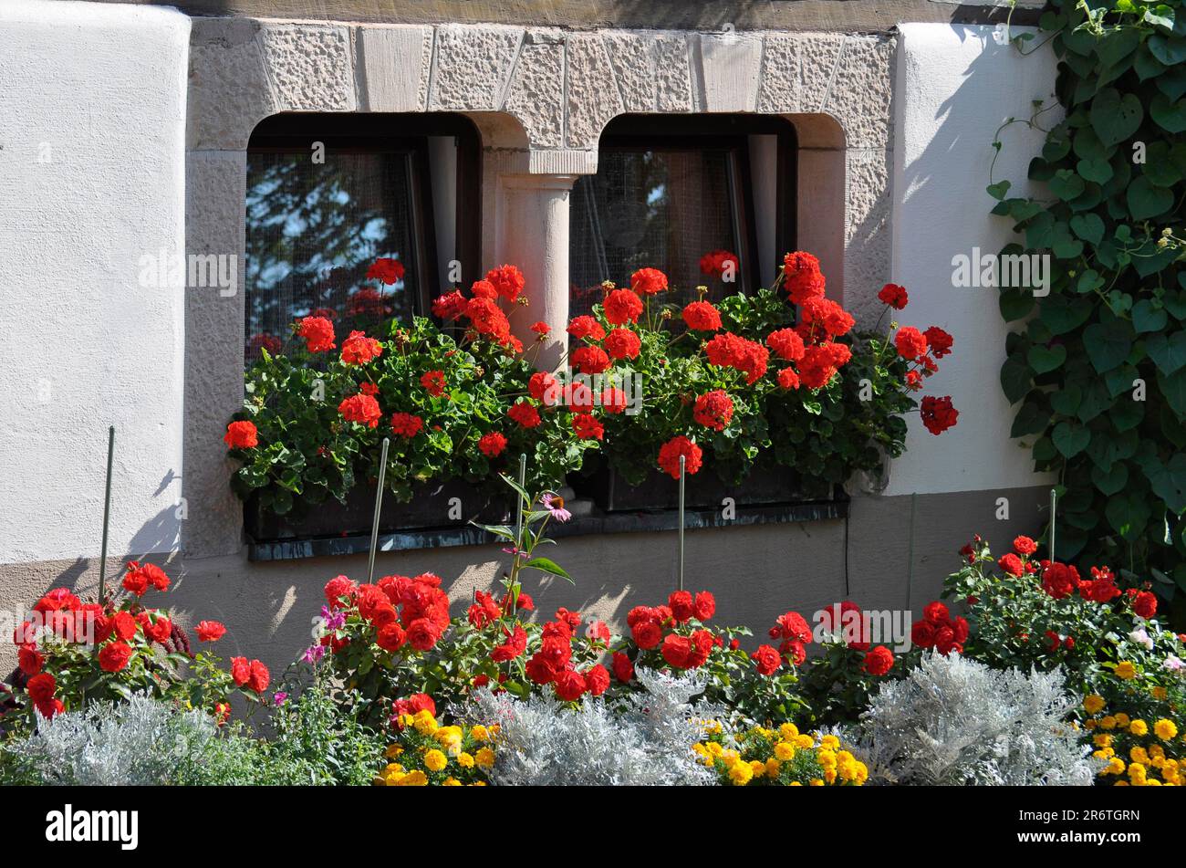 Fleurs à l'extérieur de la fenêtre, géraniums rouges dans la boîte, Pelargonium Banque D'Images