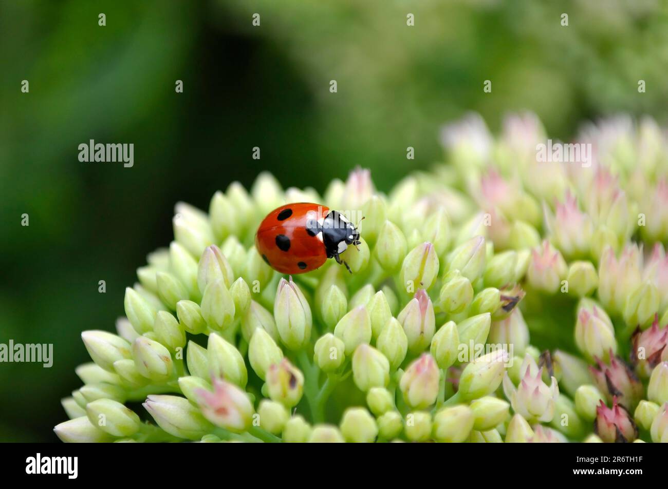 Coccinella septempunctata ou sept points sur des fleurs de buttercup, des pirops (Sedum), du poivre mural Banque D'Images