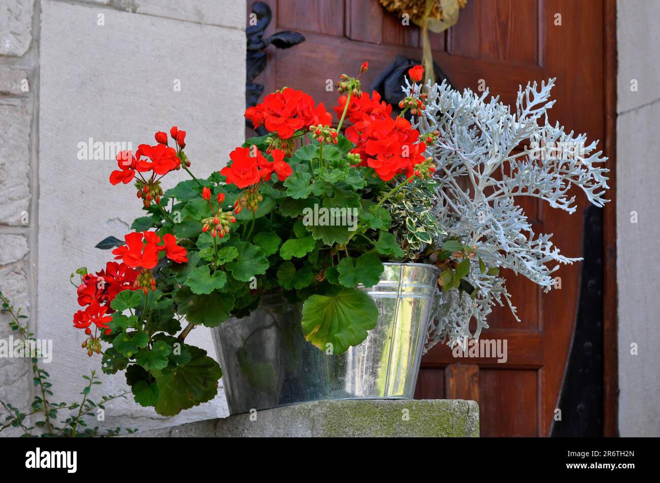 Géraniums rouges en boîte, Pelargonium, baignoire Banque D'Images