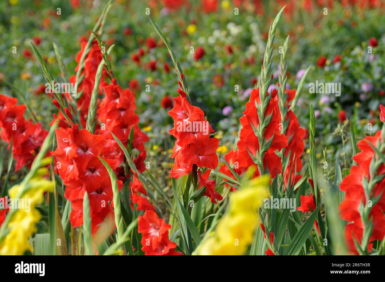 Fleurs à couper vous-même, champ de fleurs de lys d'épée (Gladiolus), gladioli Banque D'Images