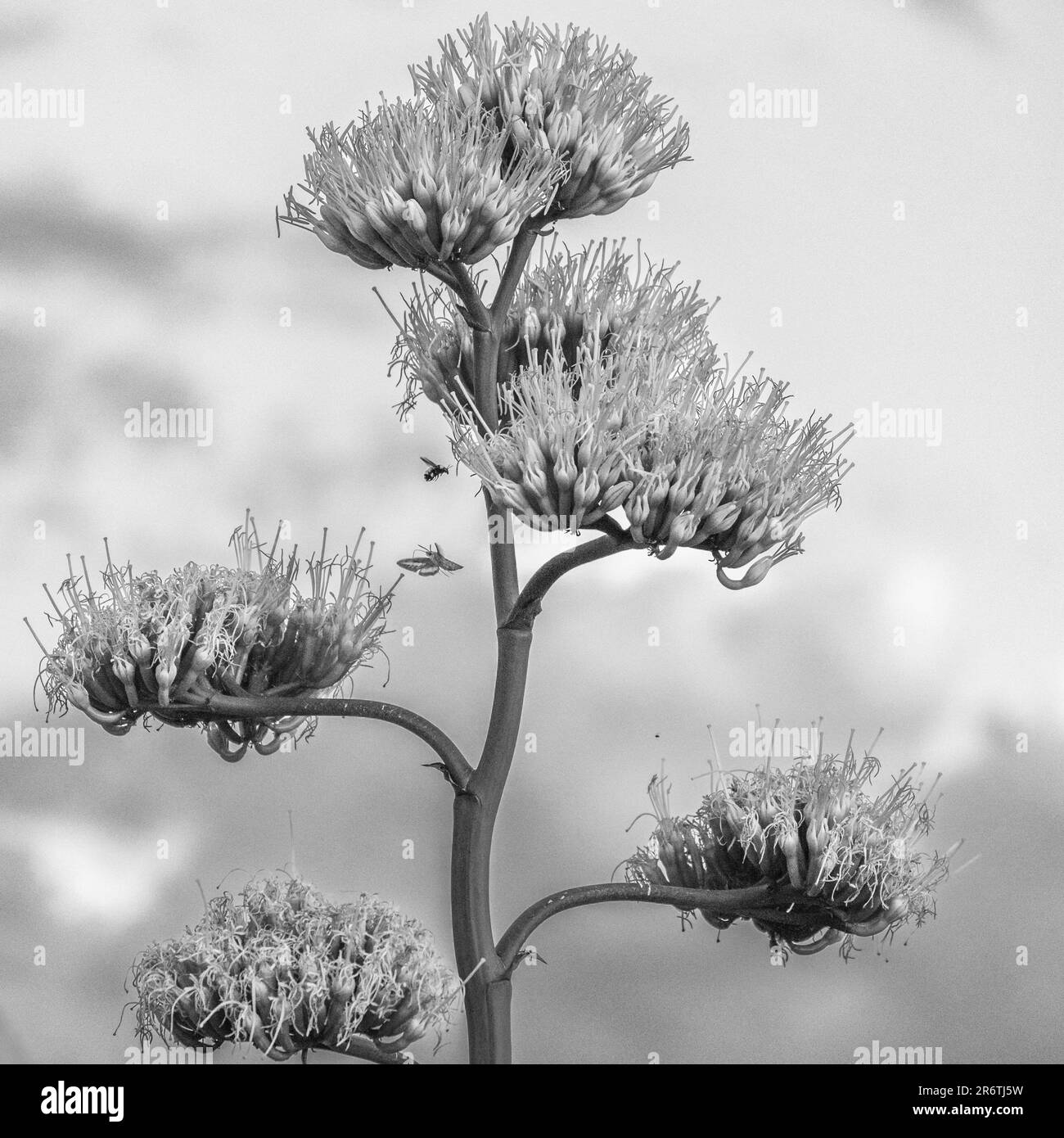 Un cliché noir et blanc d'une plante d'un siècle avec un papillon et une abeille planant près d'elle. Banque D'Images