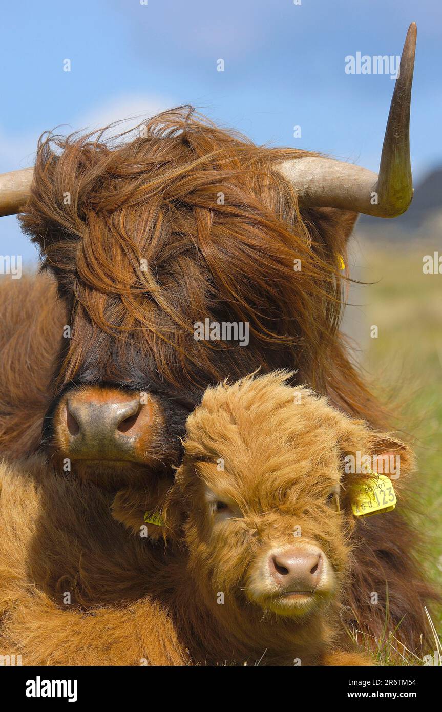 Scottish Highland Cattle, vache avec veau, Écosse, veau, étiquettes d'oreille Banque D'Images