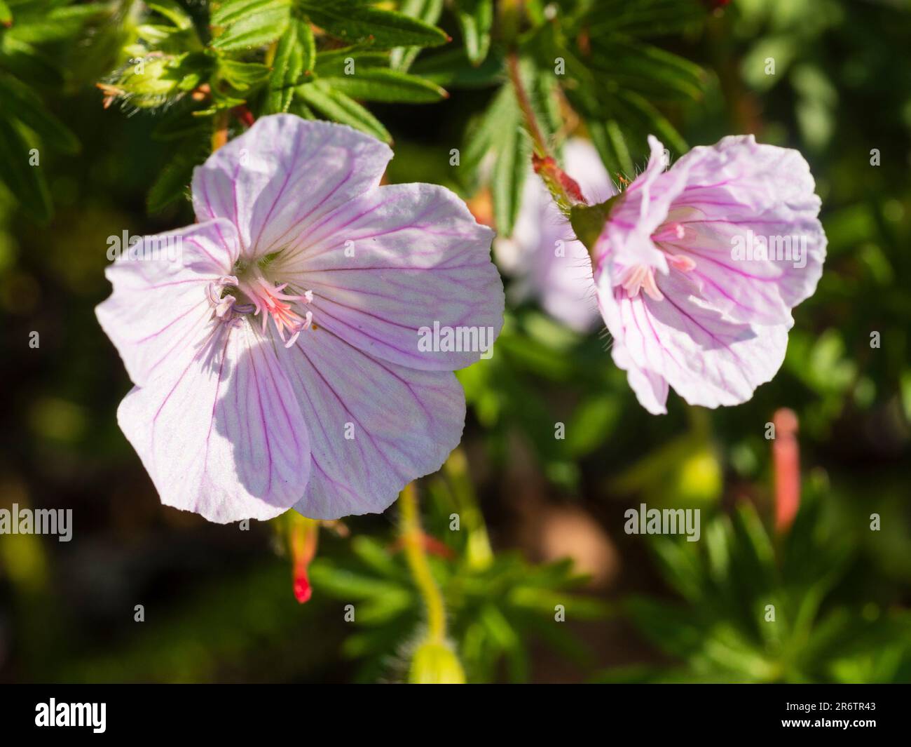 Les fleurs blanches à rayures roses de la couverture de terre endurci vivace et rayé cranesbill, Geranium sanguineum var. striatum Banque D'Images
