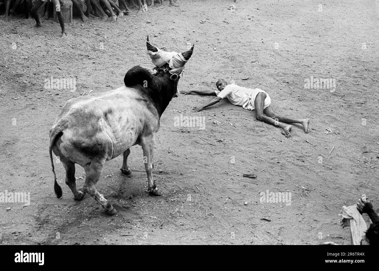 Photo en noir et blanc, un vieil homme coincé à un taureau de Jallikattu pendant le festival de Pongal à Avaniapuram près de Madurai, Tamil Nadu, Inde, Asie. Banque D'Images