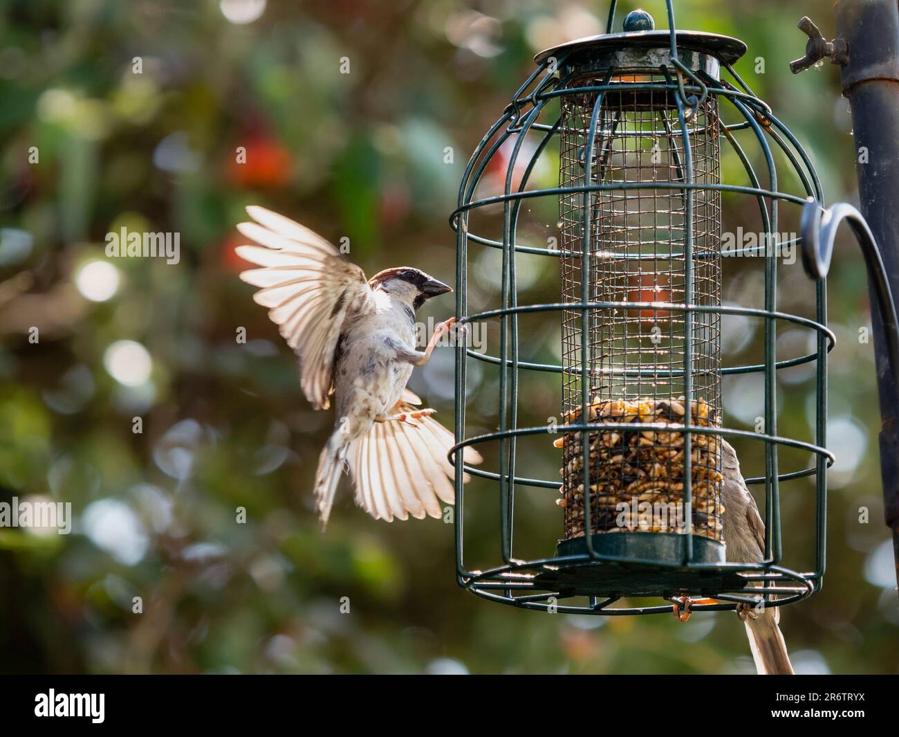 Maison de sexe masculin, Passer domesticus, atterrissant sur un mangeoire à oiseaux avec des ailes et des jambes étirées Banque D'Images