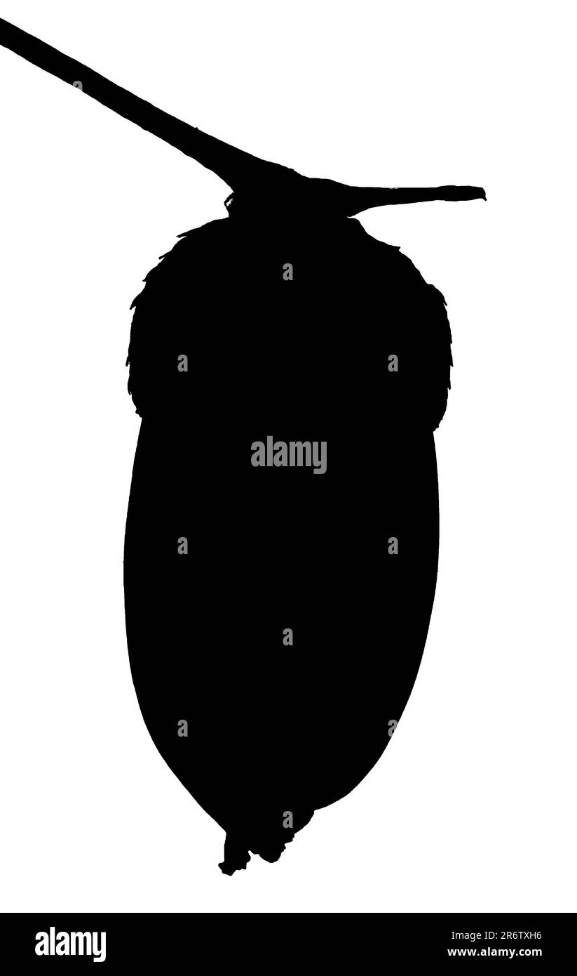 Une silhouette de gland noir sur fond blanc, en automne Banque D'Images