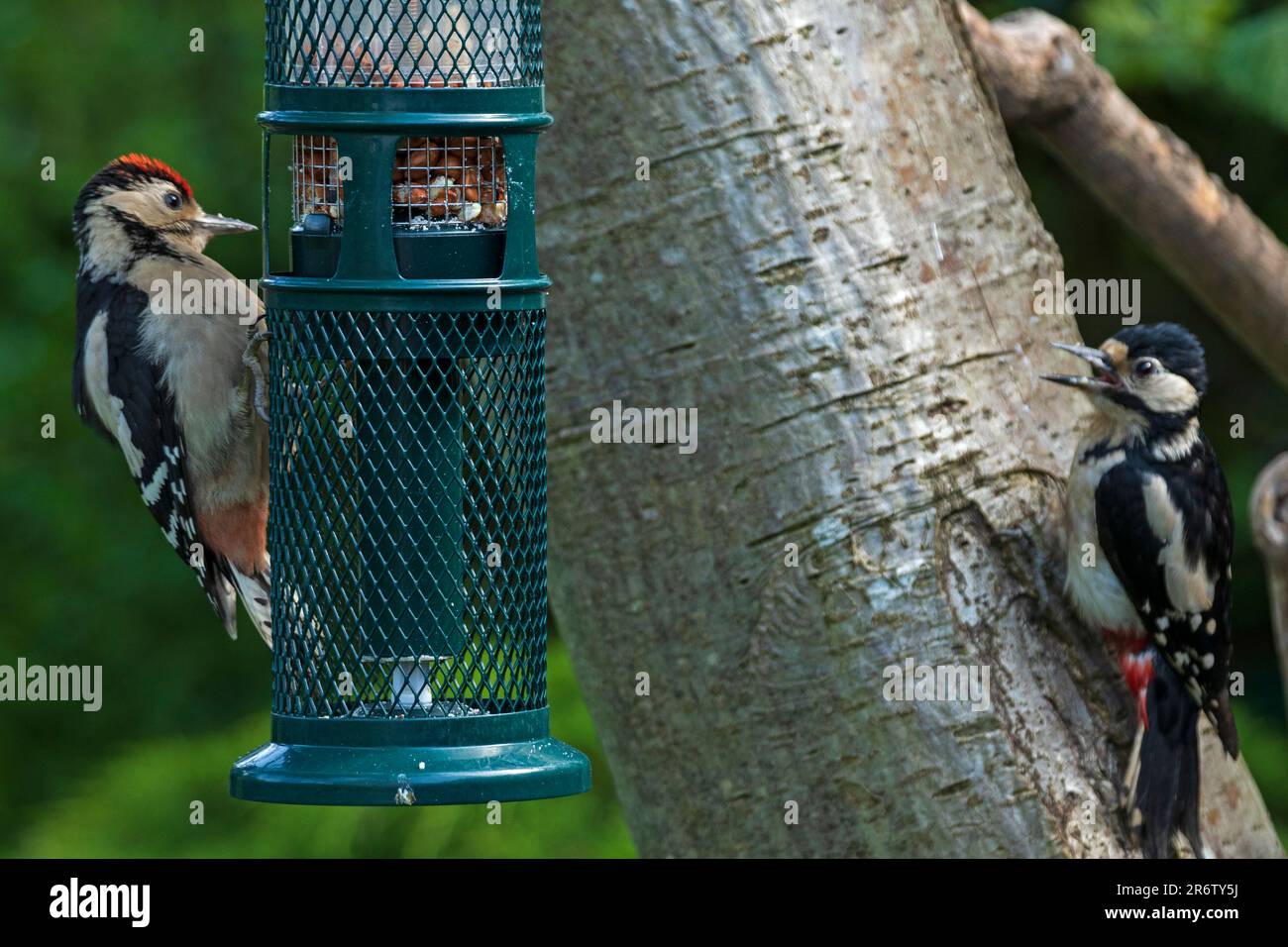 Édimbourg, Écosse, Royaume-Uni. 11 juin 2023. Femme adulte et jeune avec la tête rouge Grands pics à pois au nourrisseur de jardin. Les deux oiseaux ne sont pas de la même famille et sont exceptionnellement tolérants les uns les autres car il y a beaucoup de squabbles quotidiens observés entre les différentes paires locales et leurs frères et sœurs lorsqu'ils visitent les mangeoires en même temps. Bien que les arachides soient visibles dans le chargeur, leur nourriture préférée actuelle est des boules de graisse de qualité supérieure qui sont à l'arrière du chargeur. Crédit : Arch White/alamy Live News. Banque D'Images