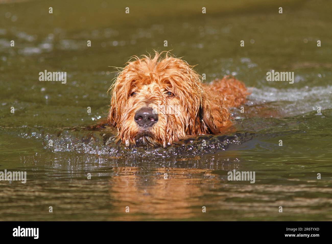 Un chiot d'égaiement nage dans un lac par temps ensoleillé. Banque D'Images