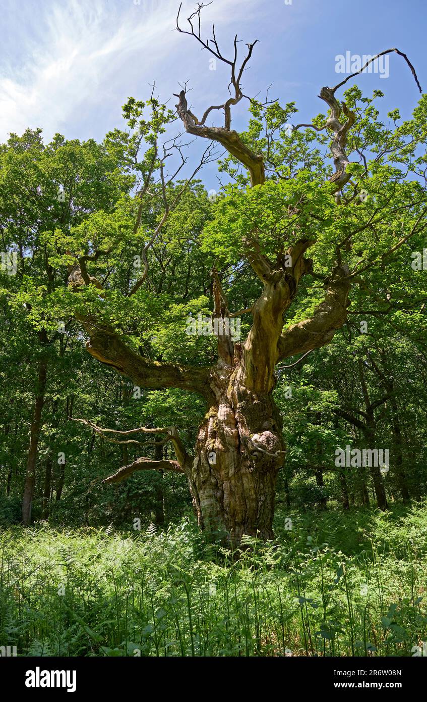 Savernake forest Banque de photographies et d’images à haute résolution Alamy