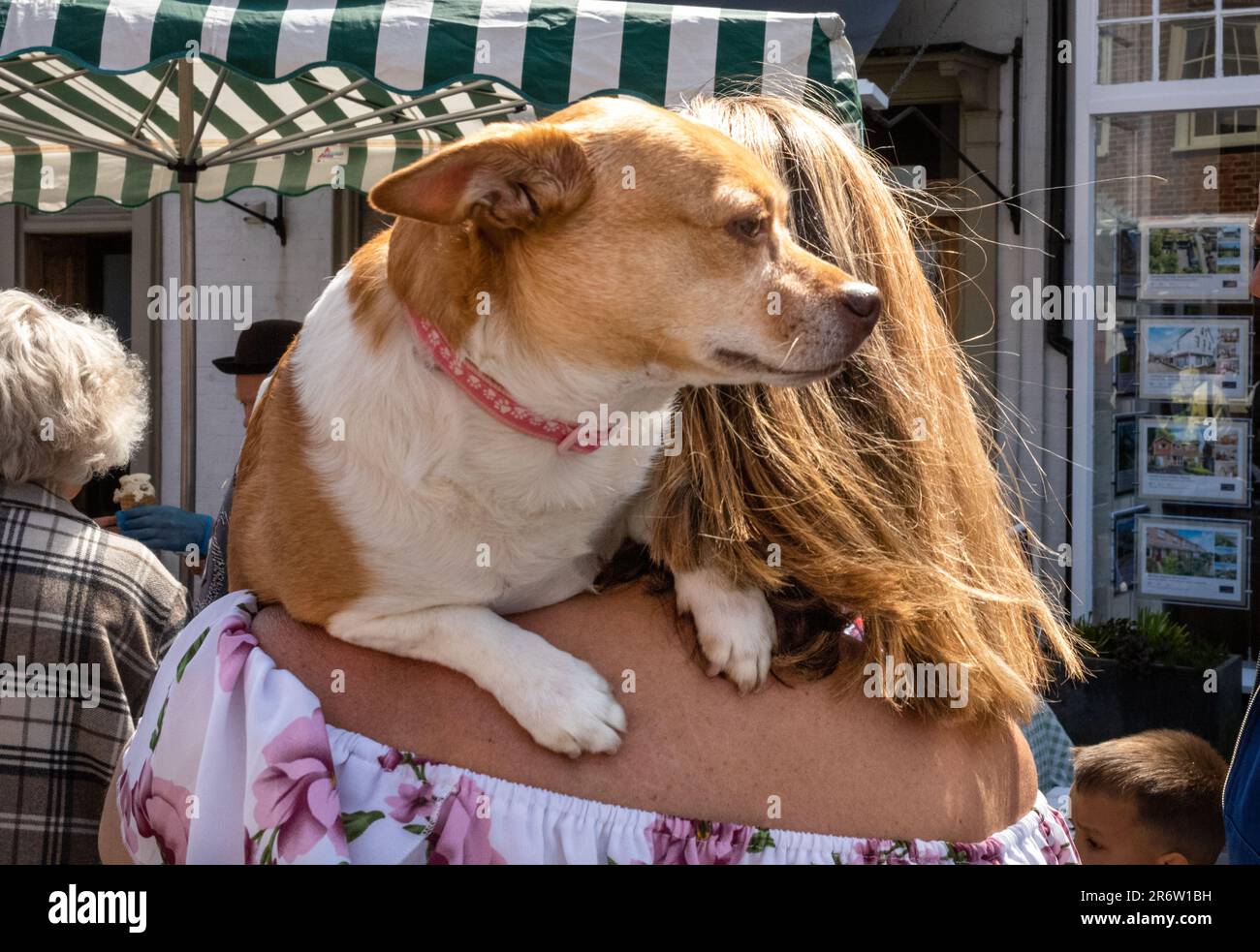 Une femme porte son chien de compagnie sur son épaule à Steyning Country Fayre, West Sussex, Royaume-Uni. Banque D'Images
