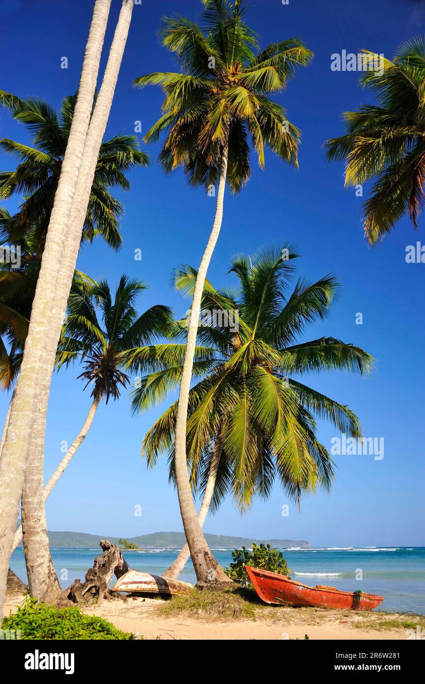 Côte avec palmiers, Las Galeras, Samana, République dominicaine Banque D'Images