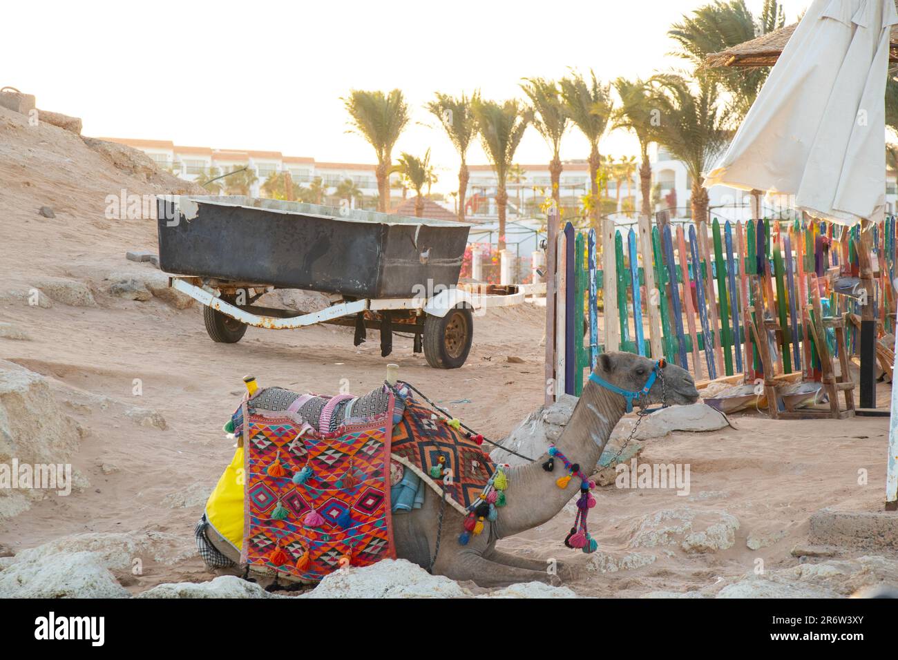 un chameau se trouve sur le sable d'une plage Banque D'Images